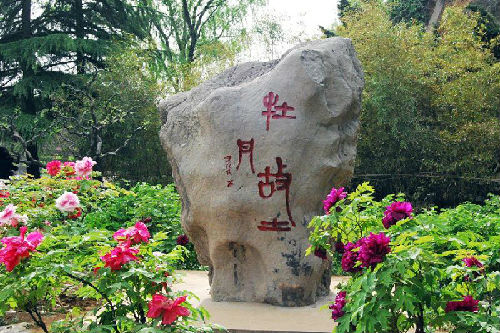 玩在洛阳--洛阳国家牡丹园