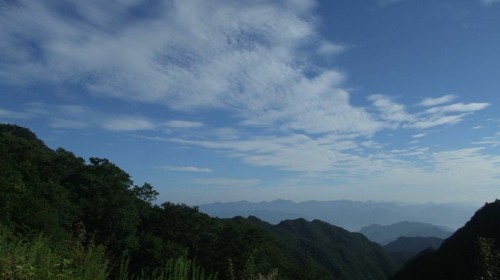 红豆杉景区9