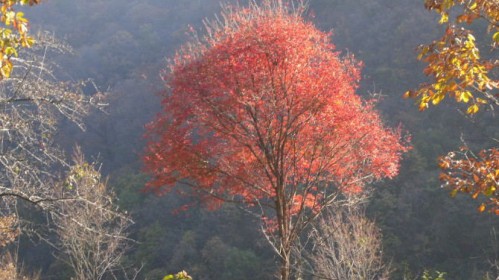 红豆杉景区7